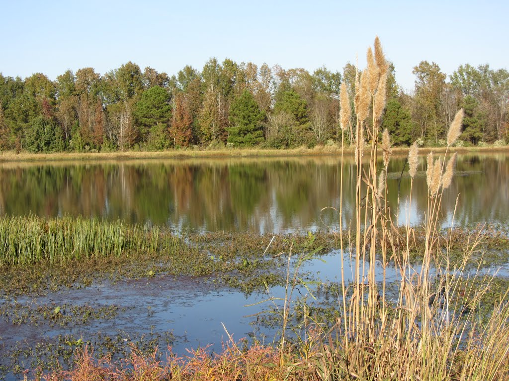Pond at Trim Cane Creek WMA