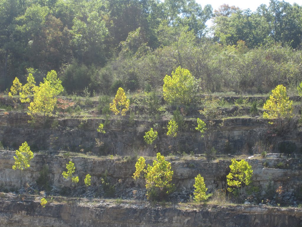 Trees on different levels