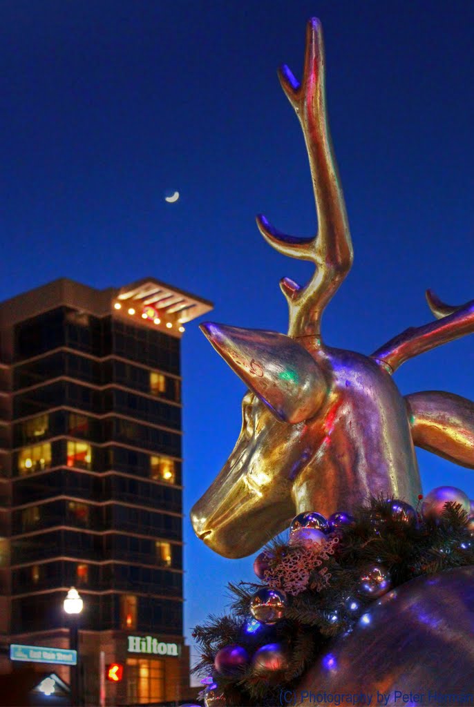 Reindeer Ponders the crescent moon above the Hilton in Branson, MO