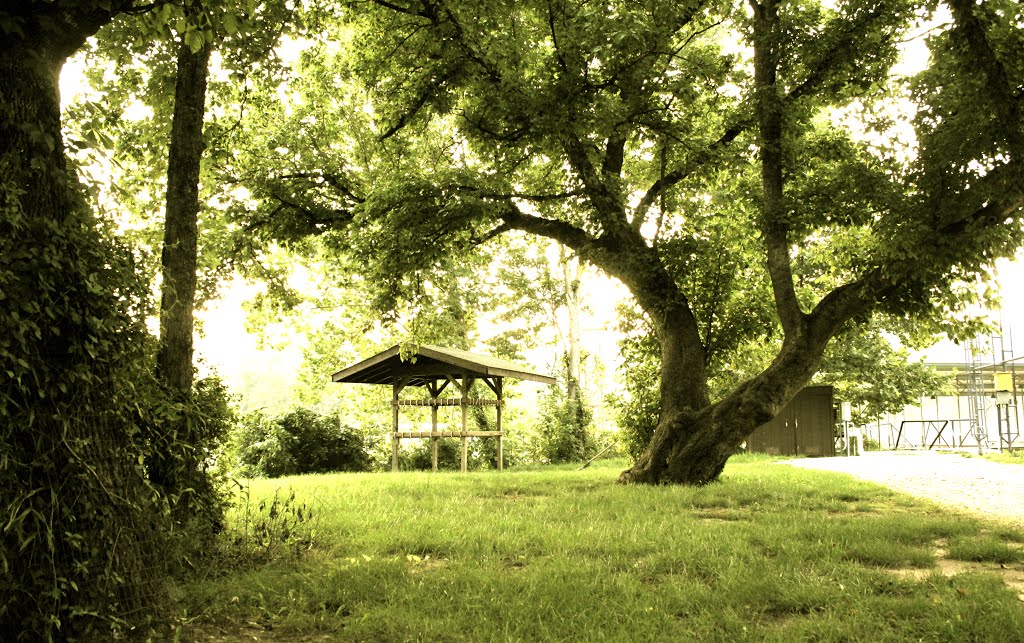 Kanakuk K1 Tree by Lake Taneycomo