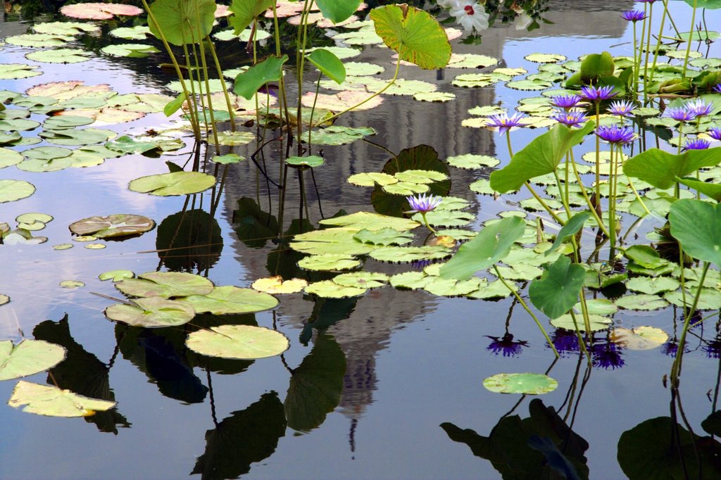 Water lilies and a dome
