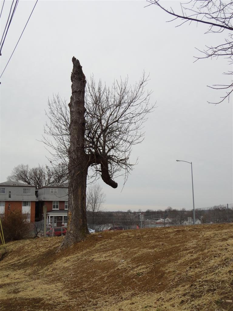 interesting mostly dead tree, Jefferson City, MO
