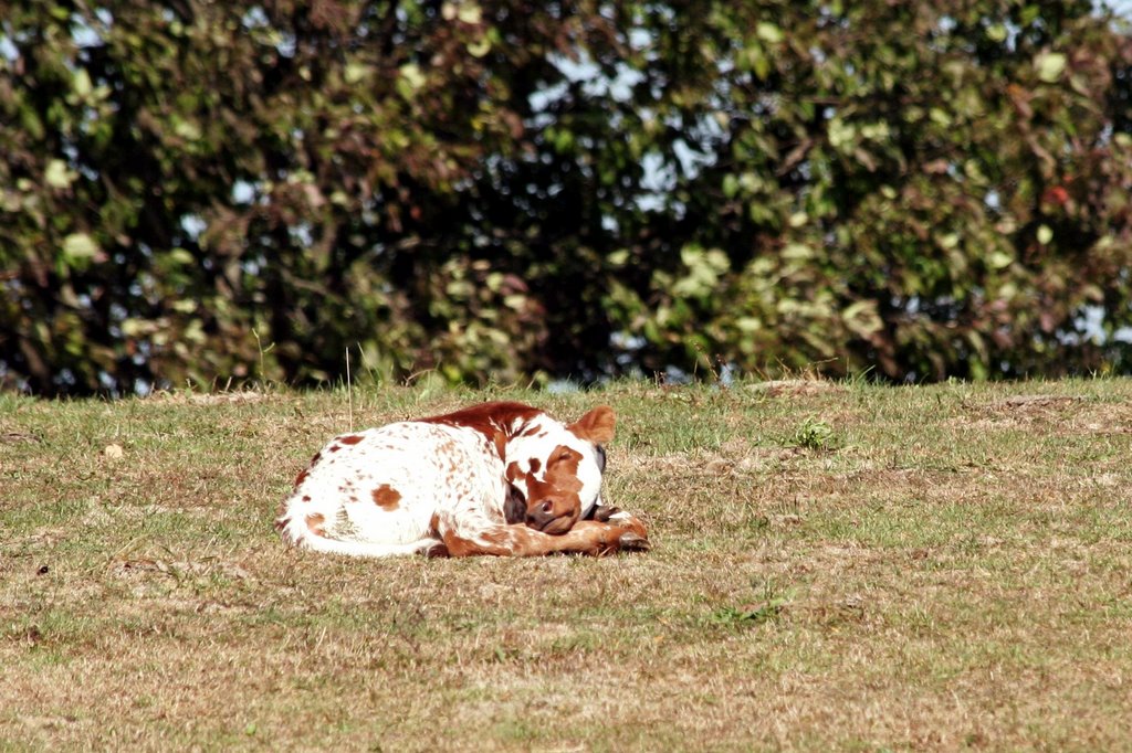 Sleeping like a baby