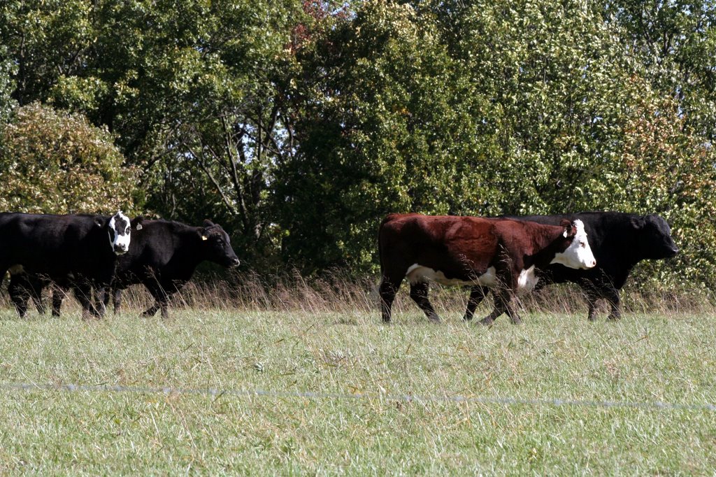 Hopelessly unidentifiable cows with somewhere to go