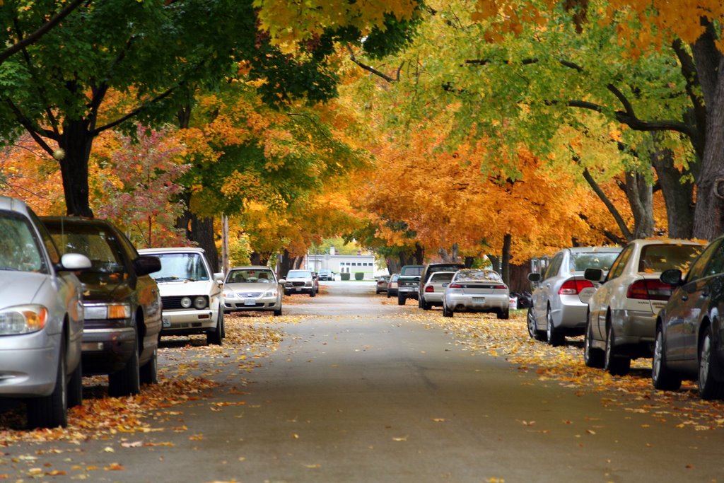 North Kansas City Fall Leaves