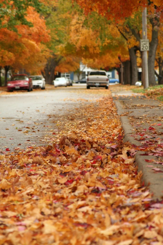 North Kansas City Fall Leaves