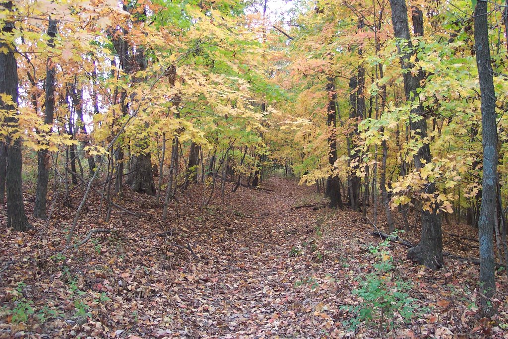 Capen Park trail in fall