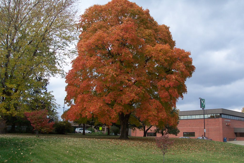 Giant Oak in Fall