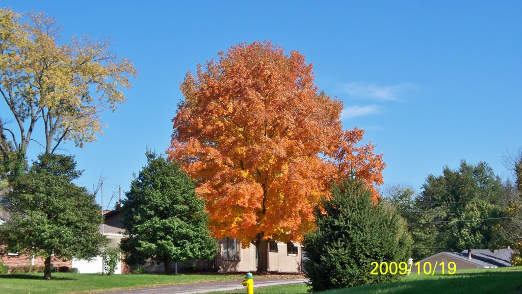 Fall colors