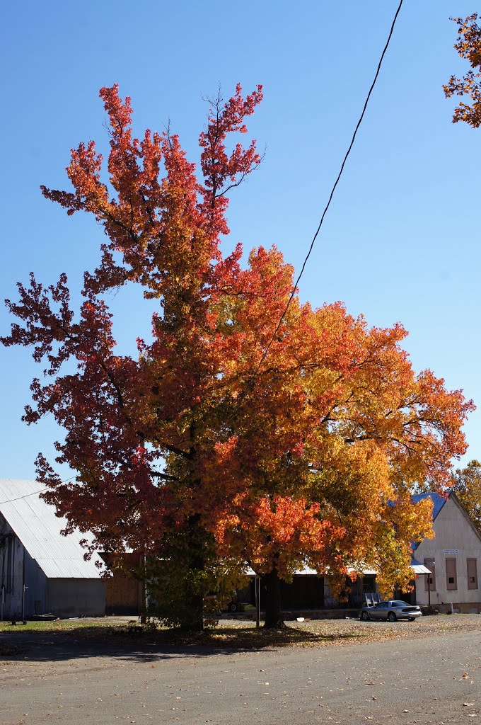 Fall Color in Bonne Terre, Missouri