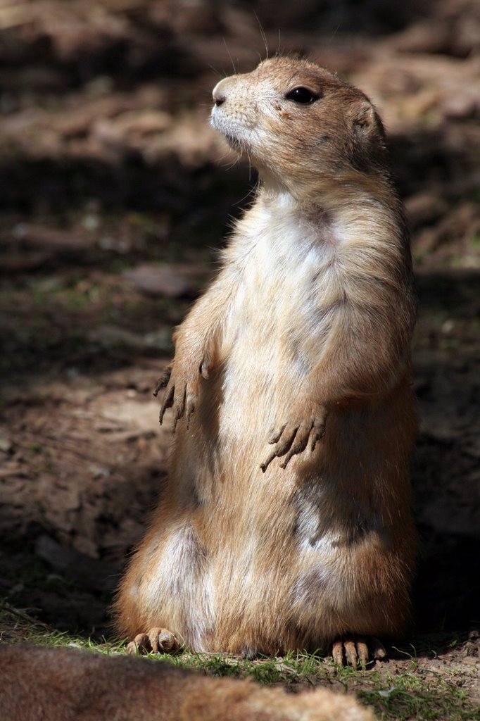 Timon