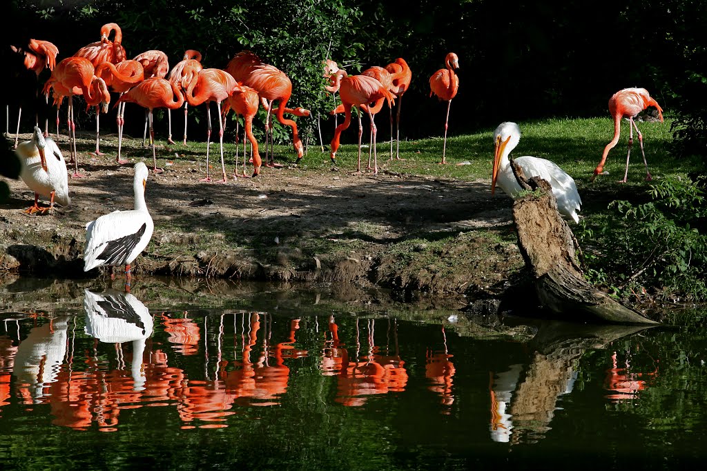 Flamingos and Pelicans