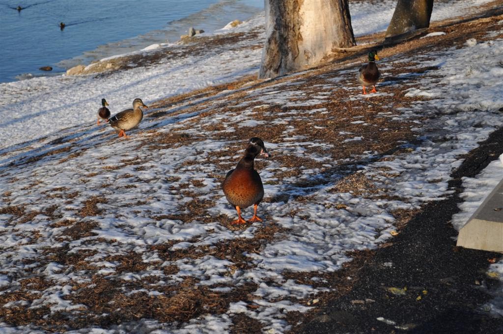 unknown duck and mallards at Lewis and Clark State Park, MO