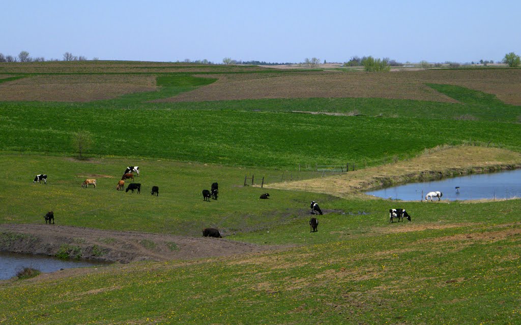 Cattle and Horse, Villisca, Iowa