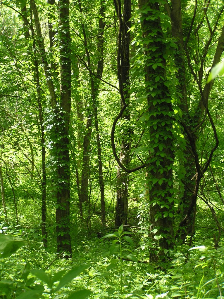Weston Bend State Park - May
