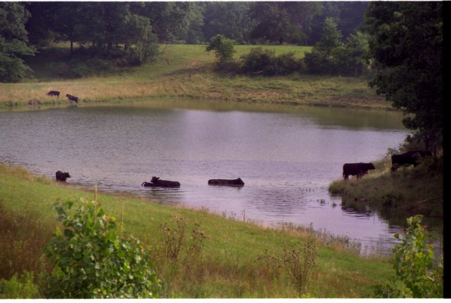 Cows go swimming