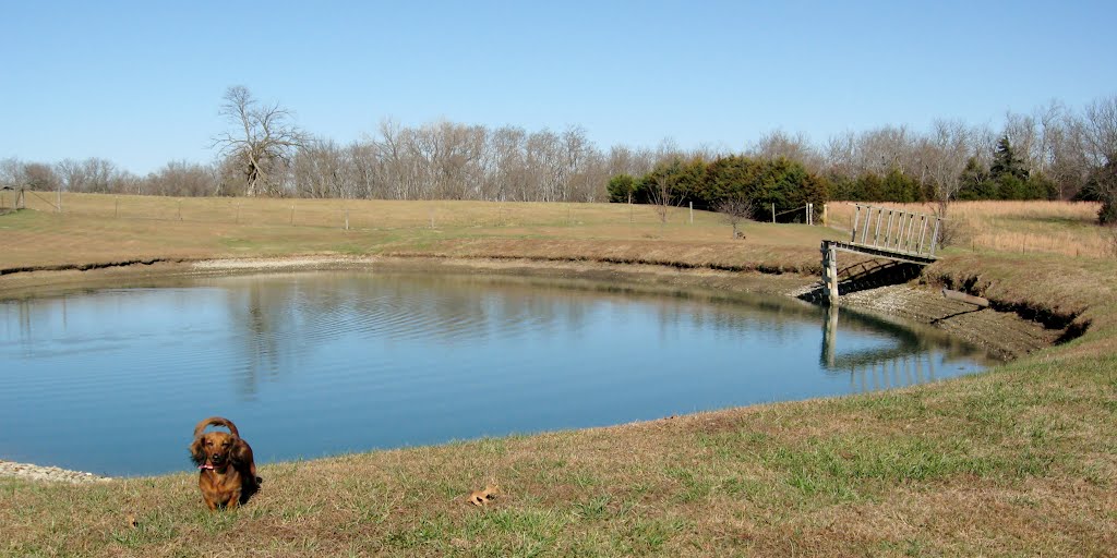 Dixie Dachsunds Pond