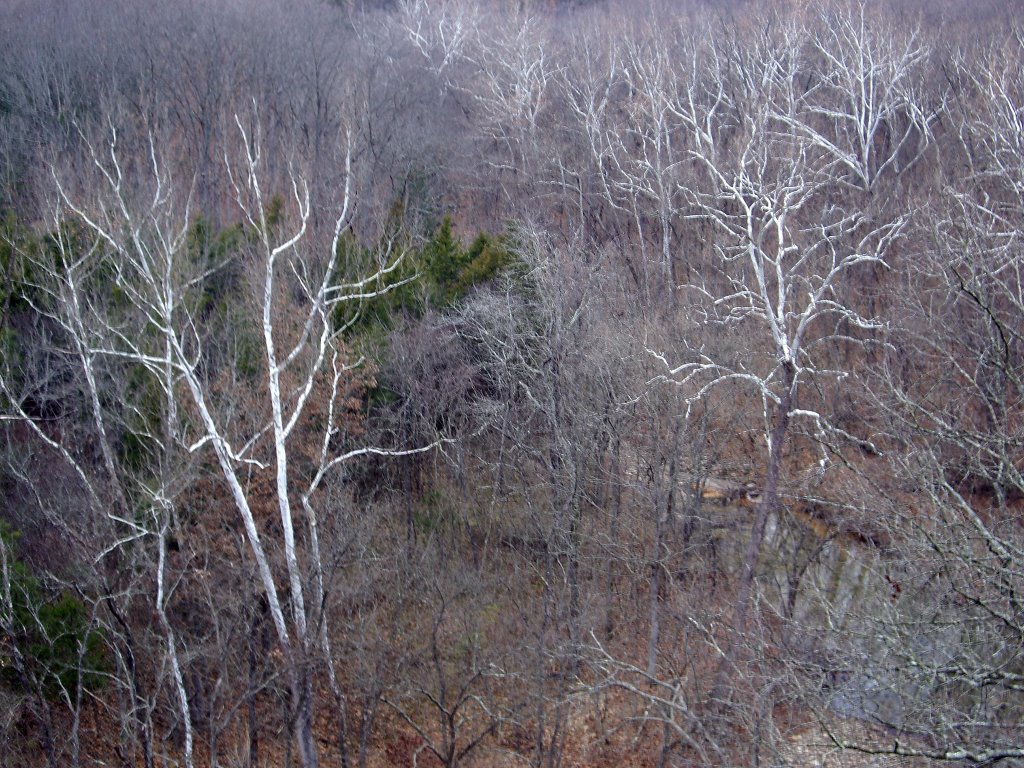 White Trees before the snow, Rock Bridge Mem. State Park, Missouri
