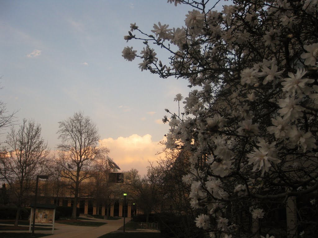 S&Ts Blossom