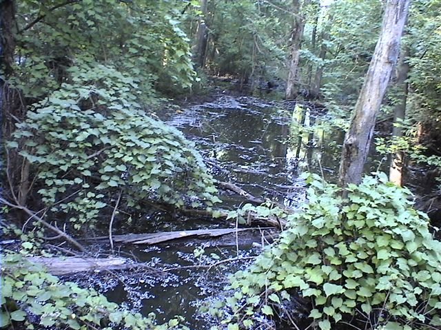 Dusable Eco Park Bridge