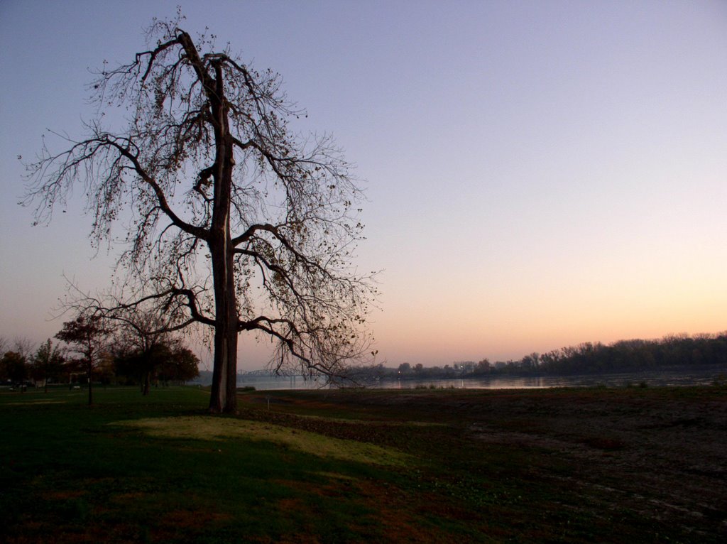 Tree in Frontier Park, Saint Charles, MO