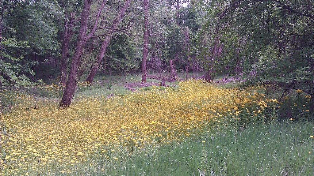 Wildflowers