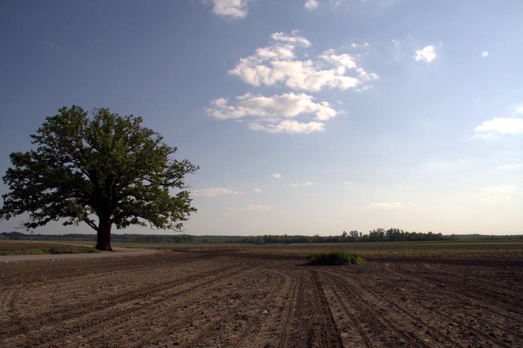Big tree in a big field