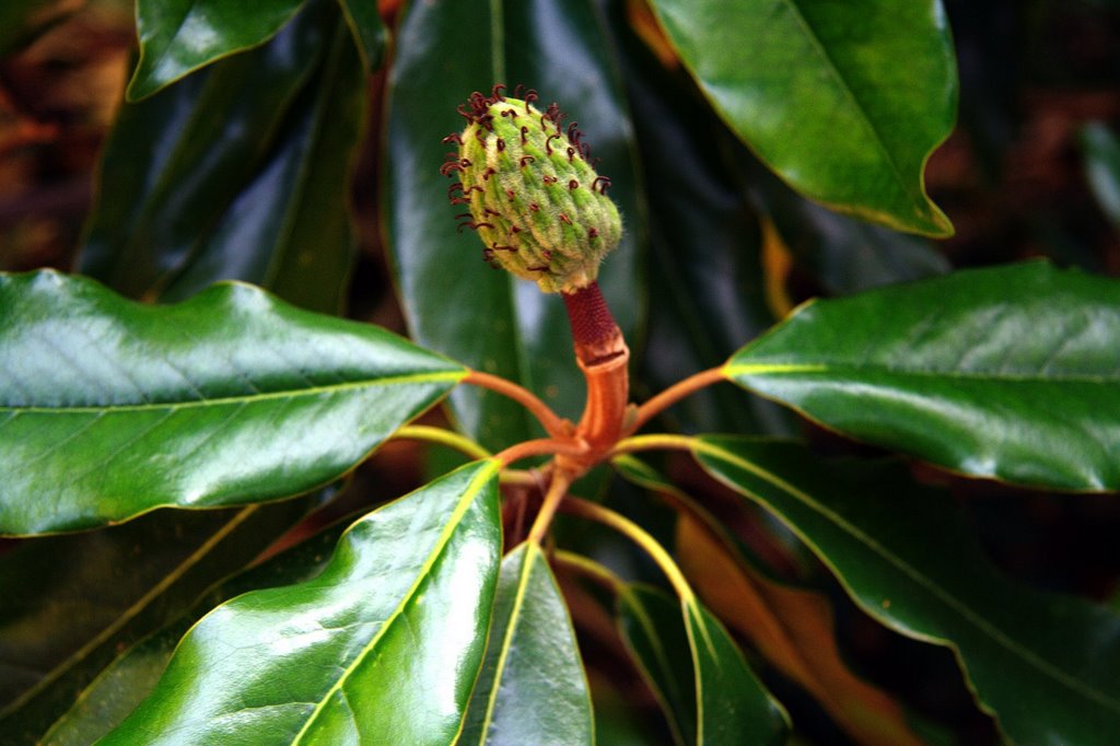 Southern magnolia