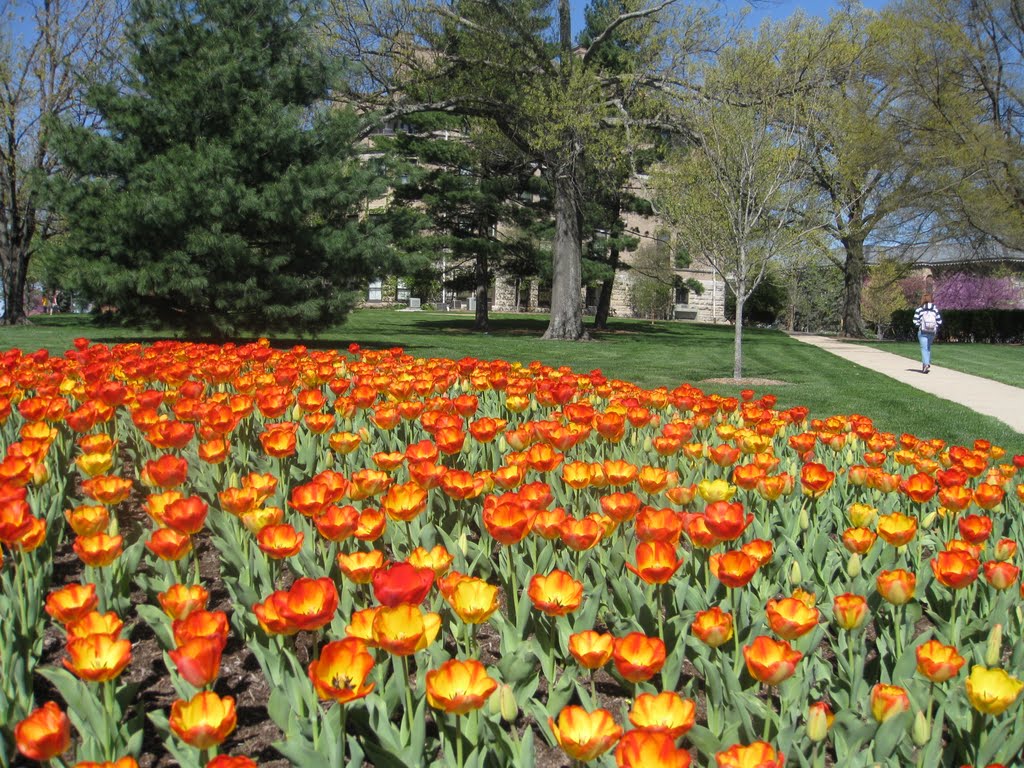 MST Tulips