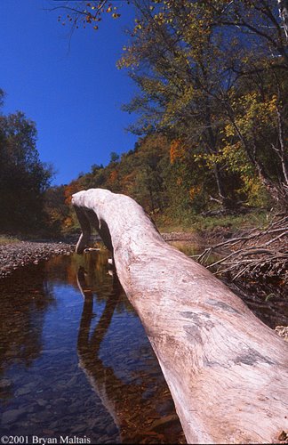 Missouri, Rock Bridge State Park
