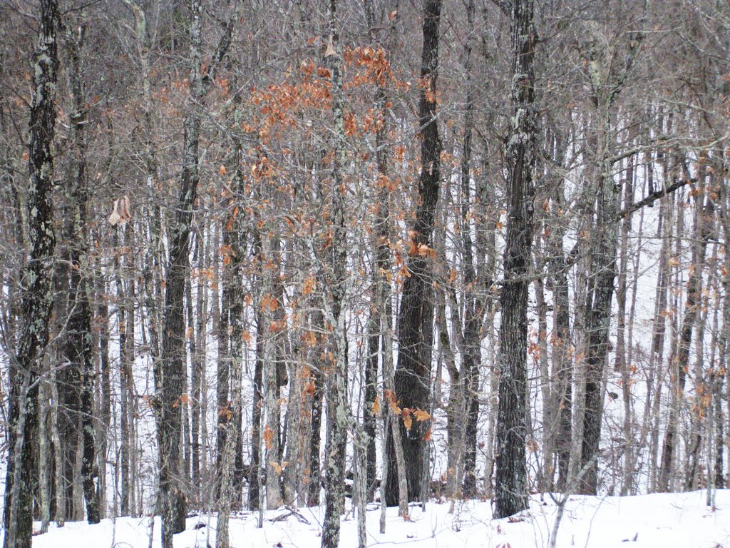 Waiting for the deer