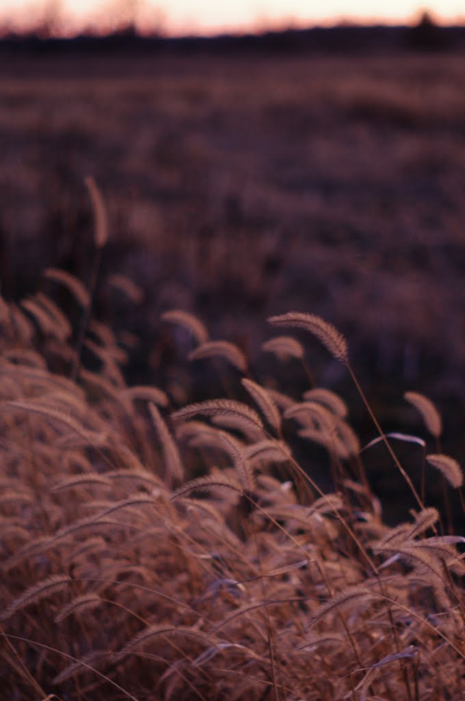Sunset Foxtail