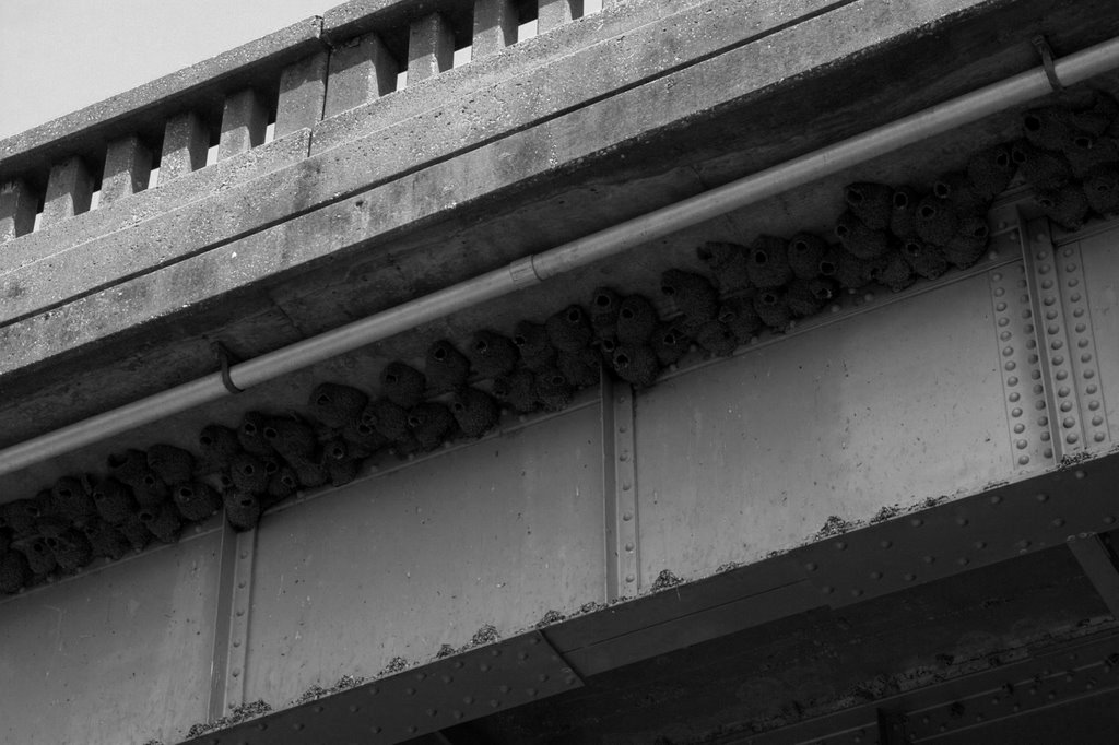 Cliff Swallow nests under a bridge