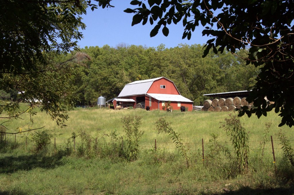 Barn with cows and hay
