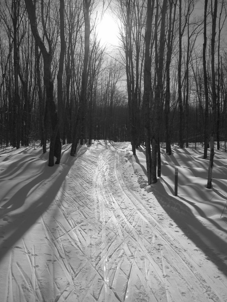 Wolverine Ski Trail