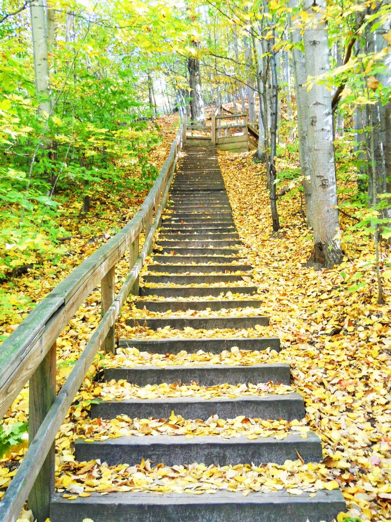 Steps at Avalanche Park