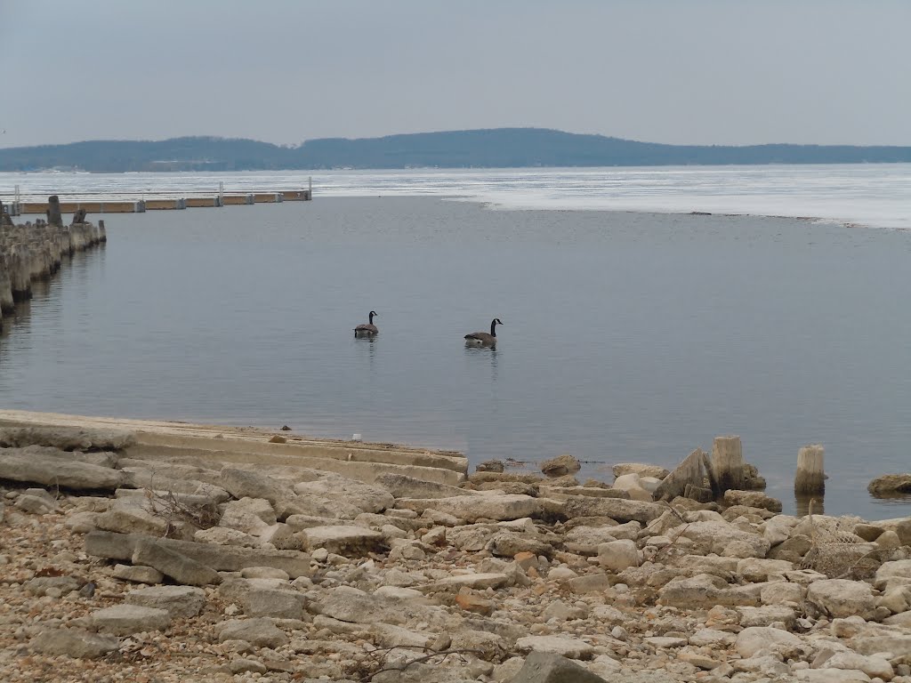Geese