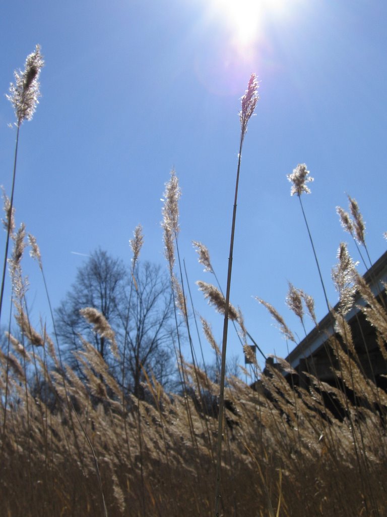 Wind and sunshine in Bandemer Park