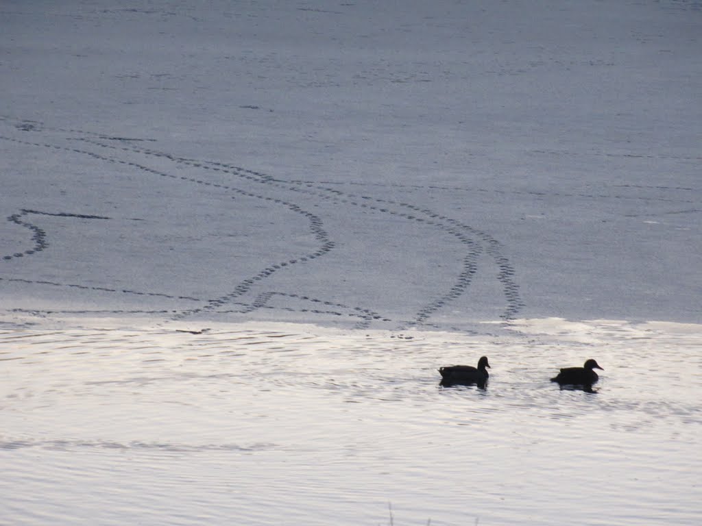 Walk and swim in Olson Parks pond (I mean for birds)