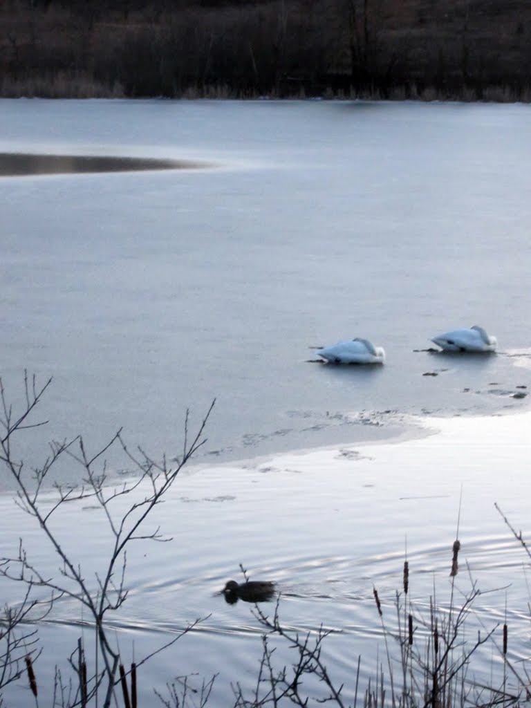 Swan going asleep on thin ice
