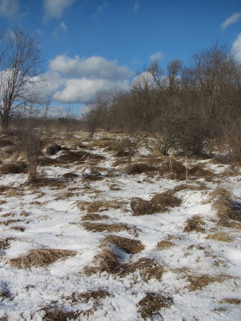 Wild field