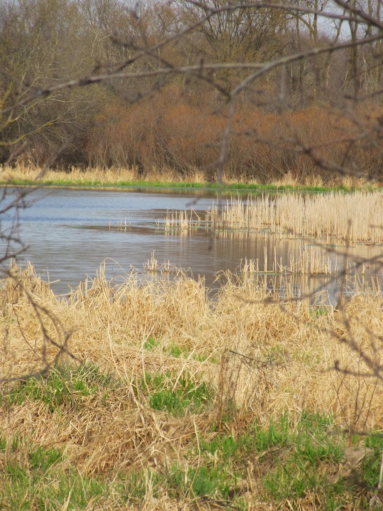 Silent water (Whitmore Lake Rd)