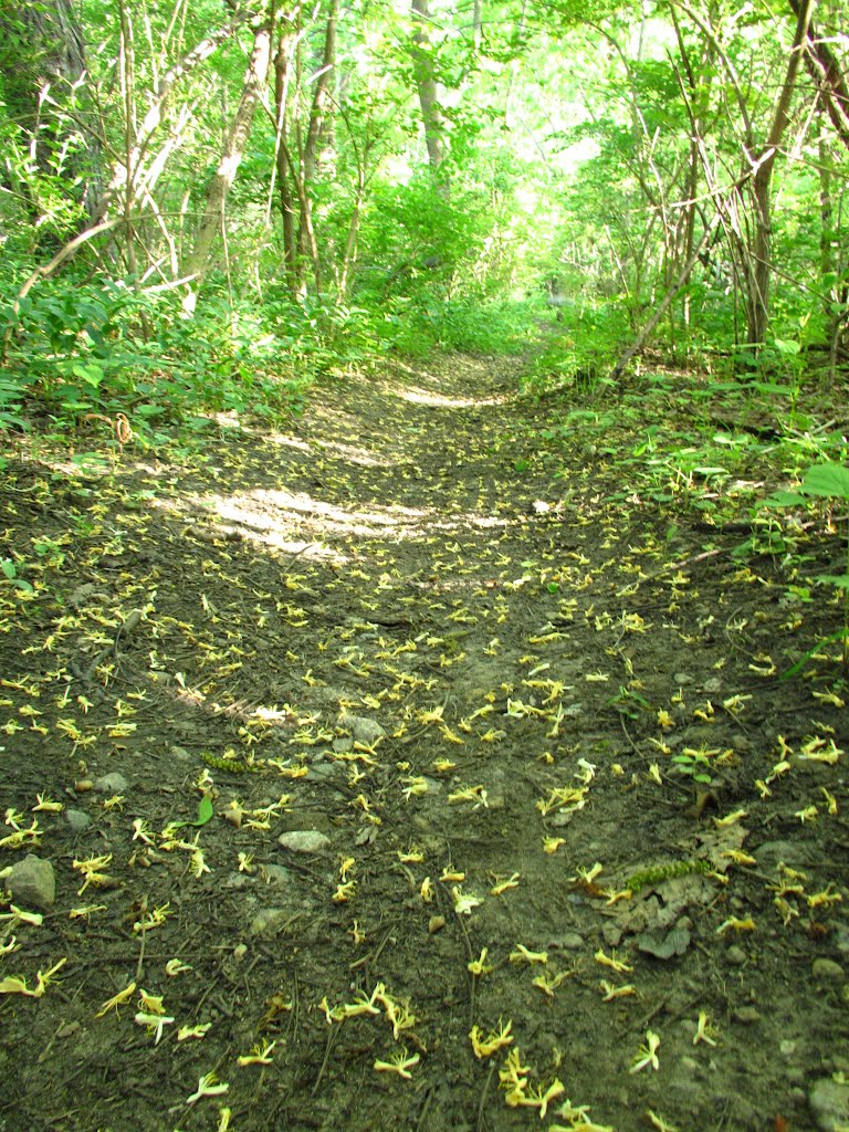 Floral trail in Bluffs Nature Area, Ann Arbor, Michigan