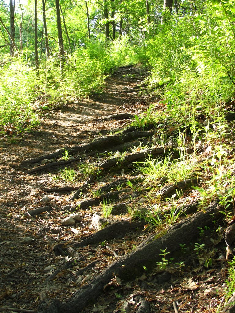 Root steps on the trail in Bluff Nature Area, Ann Arbor, Michigan