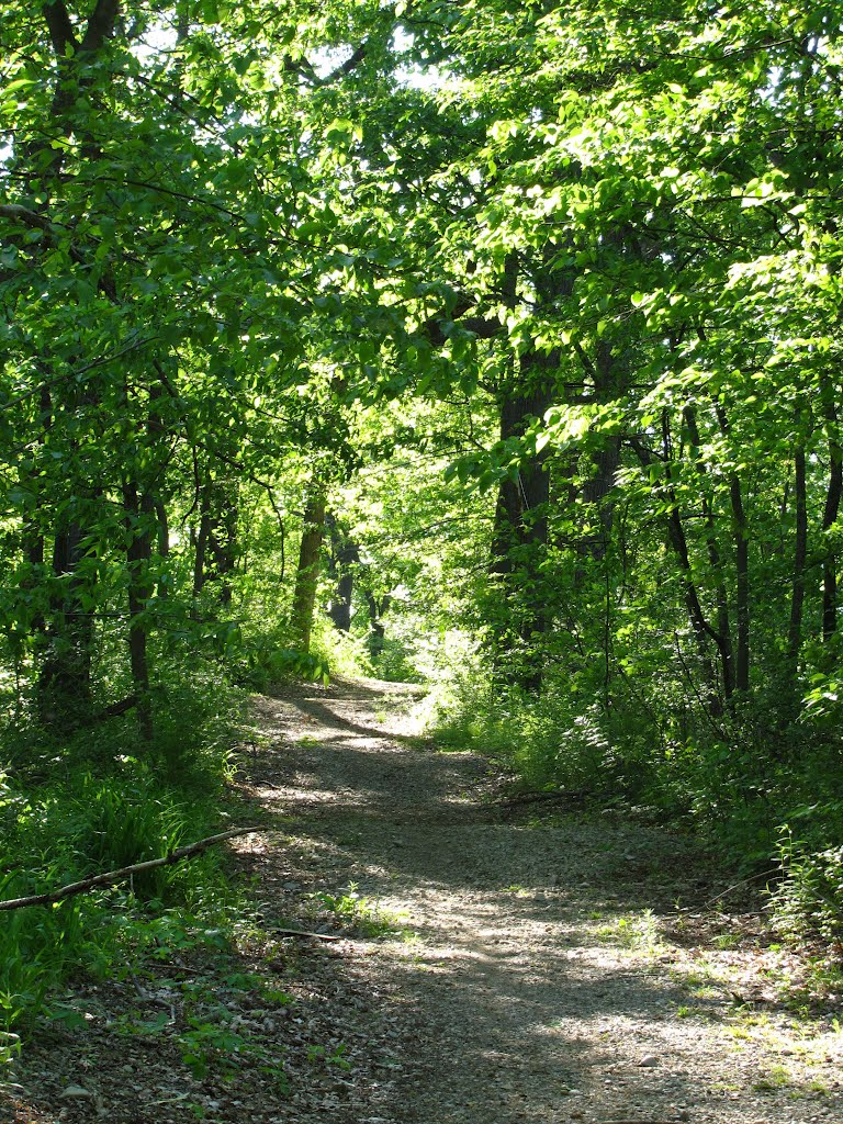 Uphill in Camp Hilltop Park, Ann Arbor, Michigan
