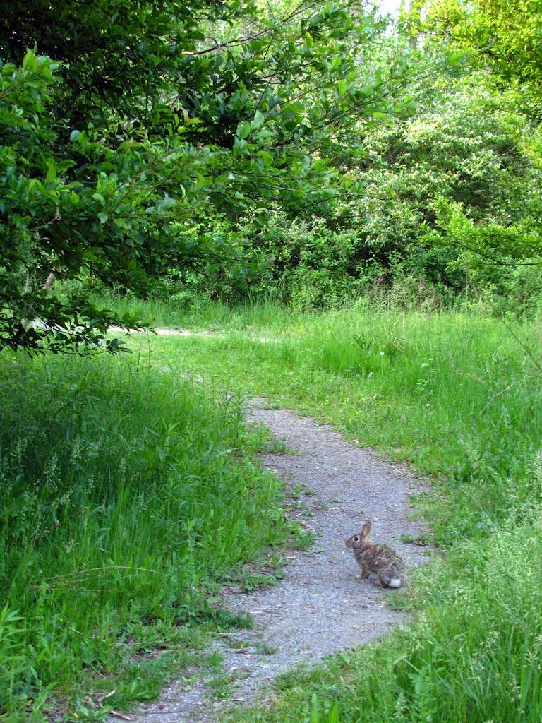 Hopping on the trail in Bandemer Park, Ann Arbor, MI