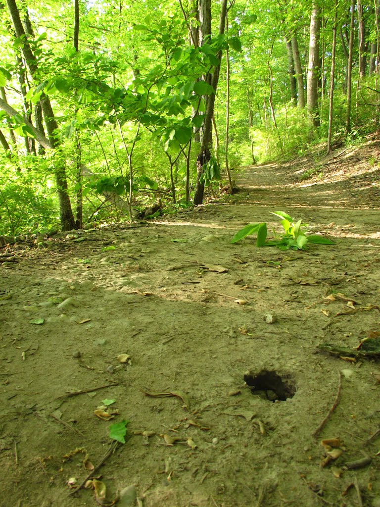 Rodent hole on the trail in Argo Nature Area