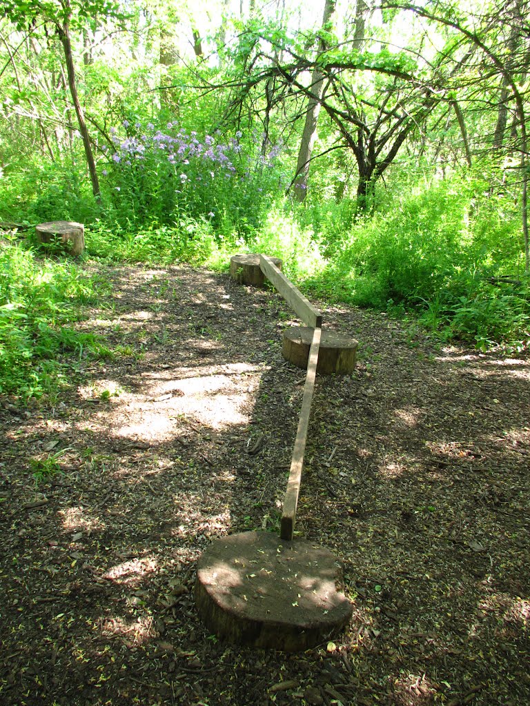 Balance in Black Pond Woods Nature Area, close to Leslie Science Center