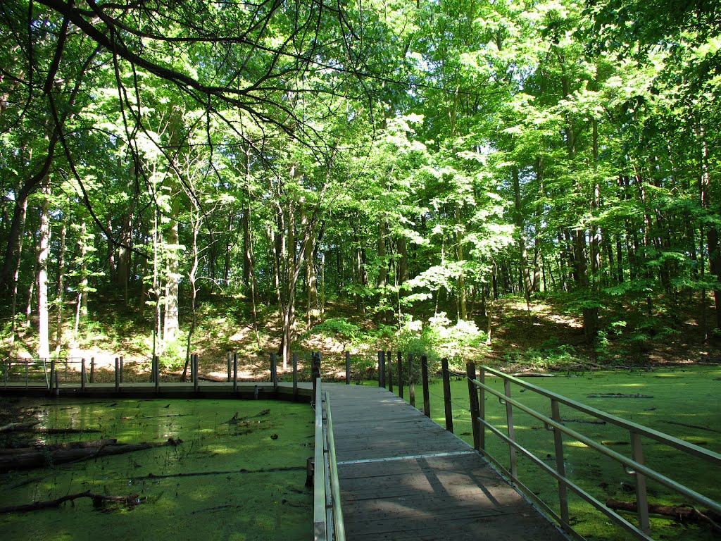 Boardwalk in Black Pond Woods Nature Area