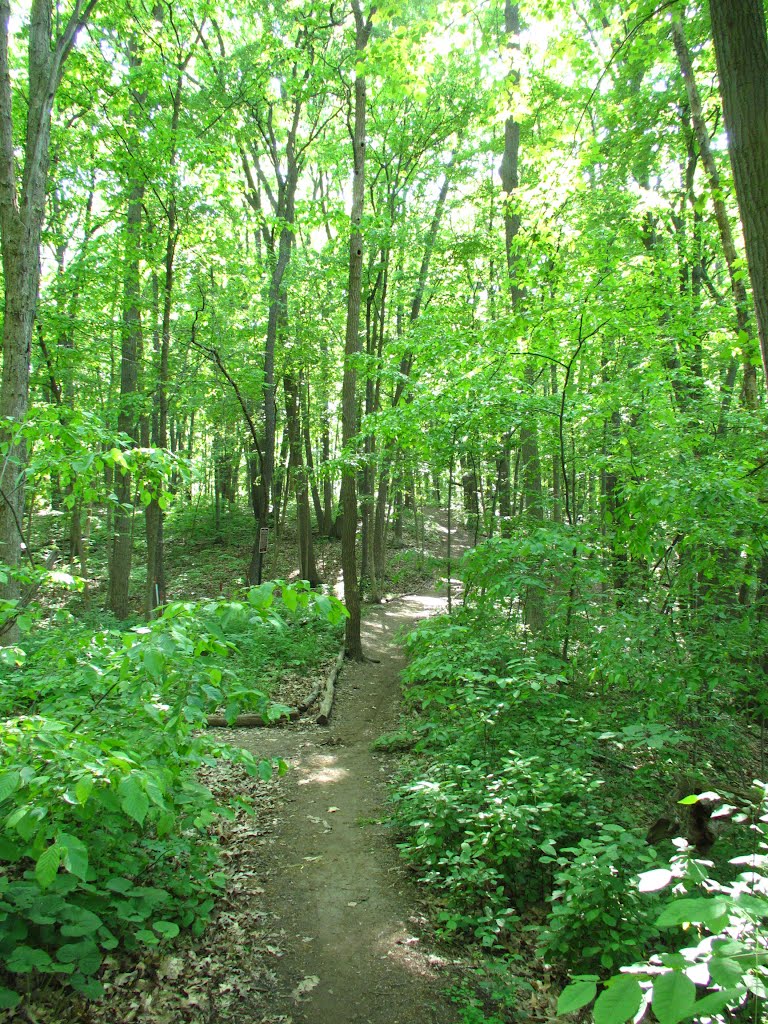 Trail in Leslie Nature Area, Ann Arbor, MI